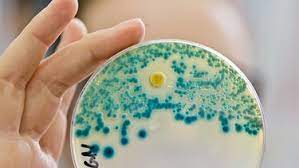 Antibiotika Forschung Neue Mittel Gegen Resistente Keime Br Wissen