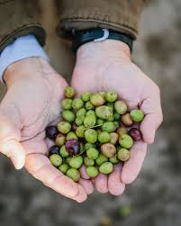 Learning About Extra Virgin Olive Oil At California Olive Ranch