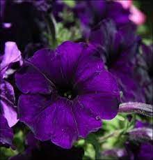 Pin By Christine Brooks On Landscape Purple Petunias Purple Garden Violet Flower