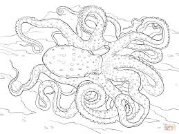 Atlantic White Spotted Octopus Octopus Coloring Page Coloring Pages Beach Coloring Pages