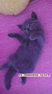 Yuzu Gozukmeyen Kiz Tumblr Tesettur Tumblr Yuzu Gozukmeyen Kiz 2020 Kedi Tumblr Hayvanlar