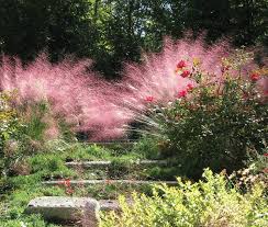 Winterharte Ziergraeser Rosa Treppe Garten Gestalten Garden Herbstgarten Gras Ziergras
