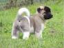 Akita Puppies for Sale from Reputable Dog Breeders