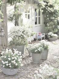 So Cool Und Weiss Wunderbare Mediterrane Atmosphare Atmosphare Great M Blumen Anbauen Garten Pflanzen Pflanzen