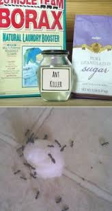14 Best Fruit Fly Spray Ideas Fruit Fly Spray Fly Spray Fly Repellant