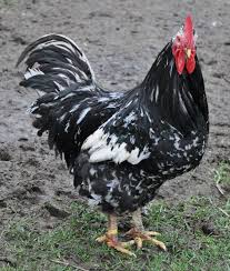 Black And White Speckled Chicken Name Dot Ranch Navajo Churros And Heritage Poultry Java Chicken Chickens Fancy Chickens
