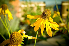 Stock photo — yellow flower background. Free Stock Photo Of Backyard Yellow Flower Download Free Images And Free Illustrations