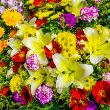Here are only the best flowers wallpapers. Colourful Flower Pictures Hd Download Free Images On Unsplash