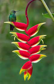 40 Of The Worlds Weirdest Flowers Flowers Across Melbourne Unusual Flowers Flowers Photography Beautiful Flowers