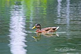 صور جميله صور جميلة Animals
