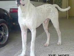11 Most Dangerous Indian Dogs Pethelpful