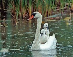 Birds Blooms Magazine Birds Blooms Magazine 13 Hours Ago It S Time For A Little Friday Photo Fun Give Us Your Best Caption For This Shot Of A Swan Birds Swan Beautiful Birds