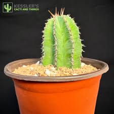 Image result for Euphorbia unicornis