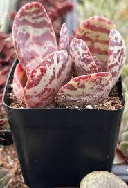 Image result for Kalanchoe humilis