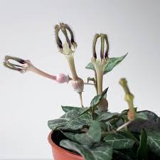 Image result for Ceropegia elongata