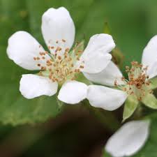 They have few disease and insect problems except in the pacific the early pink and red flowering varieties are popular for the chinese new year in southern california because of their very early bloom. California Native Flowering Plants And Wildflowers Ovlc Ovlc