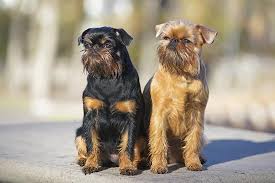 What dog breeds have red coats? Brussels Griffon Dog Breed Information