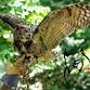 Heritage School: Owl Ridge Raptor Center