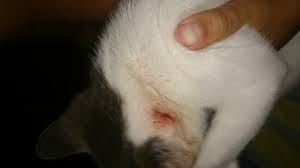 A Mi Gata Le Ha Salido Un Bulto Detras De La Oreja Se Barkibu Es