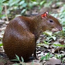 A few examples of such rare and exotic endangered species are: Costa Rican Rainforest Mammals Unusual Animals Rare Animals Mammals