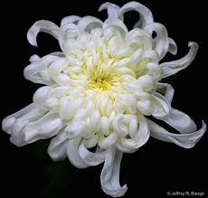 White Chrysanthemum Chrysanthemum White White Chrysanthemum Chrysanthemum Flower Chrysanthemum