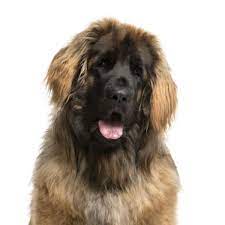 Leonbergers For Sale Leonberger Puppies For Sale Online Vip Puppies Leonberger Puppy Puppies For Sale Giant Dog Breeds
