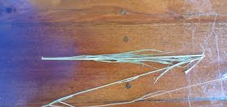 Image result for Diheteropogon amplectens