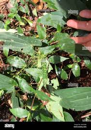 Image result for Panicum brevifolium