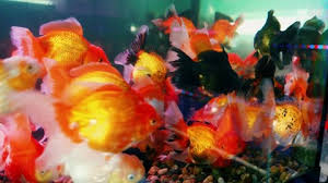 We are setting up a new 38 gallon tank. Themed Fish Tank Decorations Themed Aquarium Decorations Stock Video Footage 4k And Hd Video Clips Shutterstock