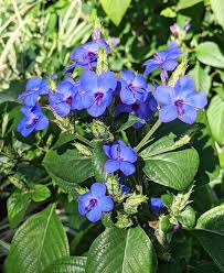 Image result for Eranthemum pulchellum