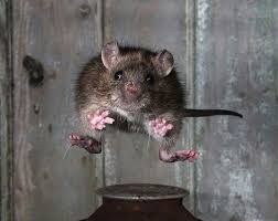 Well, what do you know? Is It True That A Rat Can Fall As Trivia Questions Quizzclub