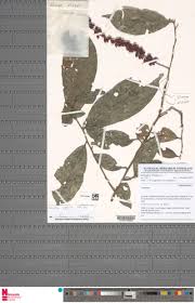 Image result for Antidesma vogelianum