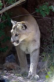 Pin By Dpep On Marana Tucson Arizona Pictures Mountain Lion Arizona Sonora Desert