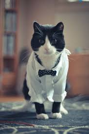 They Tried To Put Me On The Cover Of Vogue Cat Pin On Kitties Puppies Other Cute Animals