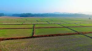 Pemandangan di sawah ini memang unik. Seladang Perak Pemandangan Sebuah Kawasan Sawah Padi Di Facebook