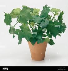 Image result for Sparrmannia africana