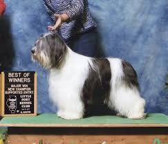 Check spelling or type a new query. Stonebrook Kennel Polish Lowland Sheepdogs