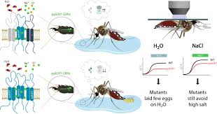 The one thing they do have in common is that it will always be around a water source. Mosquitos The Taste Of Water Elife