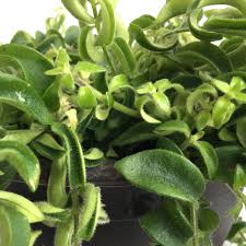 Rasta lipstick plants are known for their maroon flowers with foliage that twists in a tight curl. House Plant Twisted Lipstick Plant Unique And Unusual Indoor Plants For Your Home Decor Jaydeemahs Com