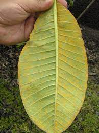 Maybe you would like to learn more about one of these? Tropical Gardening Helpline Much Ado About Plumeria Rust West Hawaii Today