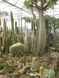 Clic Para Ampliar Jardin De Cactus Cactus Planta Paisajismo Suculento