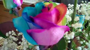 We did not find results for: Rainbow Colored Roses Youtube