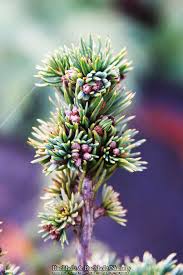 Image result for Monsonia glauca