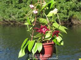 Hoya hates clogged soil !!! Photo Of The Entire Plant Of Wax Plant Hoya Macgillivrayi Posted By Plantladylin Garden Org