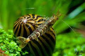 Nerite Snail Eggs Care Algae Eating Tips And Lifespan All About Nerite Snails Shrimp Tank Fish Care Aquarium Snails