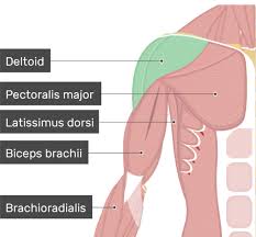 620, 622, 623), a long, fusiform muscle placed on the front of the arm, has received its name from the circumstance that it has two heads of origin. Deltoid Muscle Anterior And Middle Heads