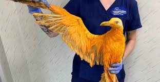 Phoenix, in ancient egypt and in classical antiquity, a fabulous bird associated with the worship of the sun. Apparent Golden Phoenix Turns Out To Be A Seagull Covered In Curry Mapped