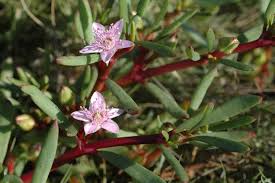 Image result for Sesuvium portulacastrum