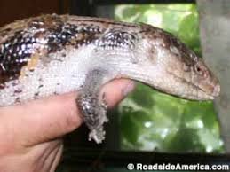 Snake World Berryville Arkansas Arkansas Snake Lake House
