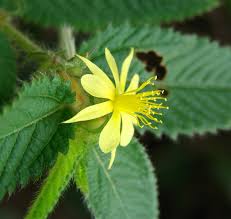 Image result for Corchorus schimperi